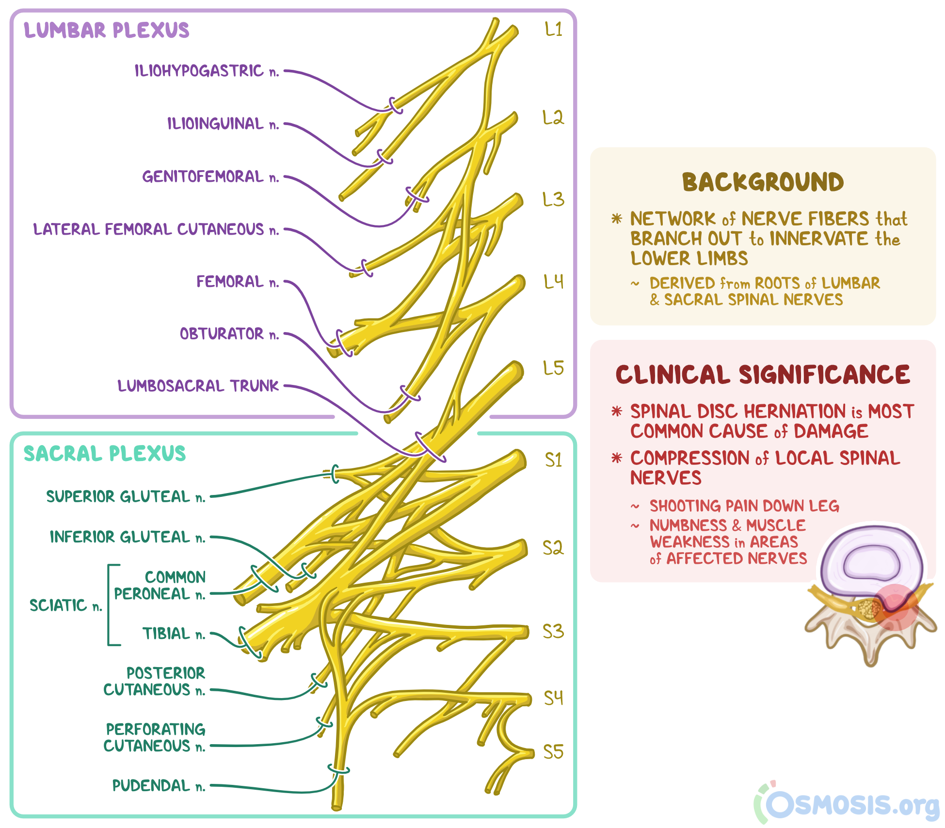 Lumbar Plexus Anatomy Diagram Lumbar Plexus Anatomy Diagram