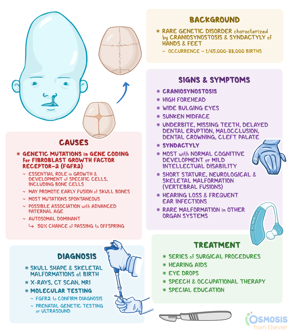 Apert Syndrome What Is It Causes Treatment And More Osmosis