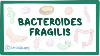 Video poster for Bacteroides fragilis