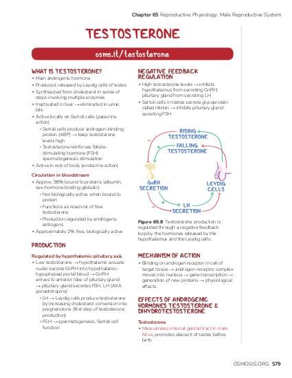 Chapter 65 Reproductive Physiology: Male Reproductive System TESTOSTERONE osms.it/testosterone WHAT IS TESTOSTERONE? ▪ Main androgenic hormone ▪ Produced, released by Leydig cells of testes ▪ Synthesized from cholesterol in series of steps involving multiple enzymes ▪ Inactivated in liver → eliminated in urine, bile ▪ Active locally on Sertoli cells (paracrine action) ▫ Sertoli cells produce androgen-binding protein (ABP) → keep testosterone levels high ▫ Testosterone reinforces folliclestimulating hormone (FSH) spermatogenesis stimulation ▪ Active in rest of body (endocrine action) Circulation in bloodstream ▪ Approx. 98% bound to proteins (albumin, sex-hormone binding globulin) ▫ Not biologically active when bound to protein ▫ Functions as reservoir of free testosterone ▫ Production regulated by androgens, estrogens ▪ Approximately 2% free, biologically active PRODUCTION Regulated by hypothalamic-pituitary axis ▪ Low testosterone → hypothalamic arcuate nuclei secrete GnRH into hypothalamichypophyseal portal blood → GnRH arrives to anterior lobe of pituitary gland → pituitary gland secretes FSH, LH (AKA gonadotropins) ▫ LH → Leydig cells produce testosterone by increasing cholesterol conversion into pregnenolone (first step of testosterone production) ▫ FSH → spermatogenesis, Sertoli cell function NEGATIVE FEEDBACK REGULATION ▪ High testosterone levels → inhibits hypothalamus from secreting GnRH, pituitary gland from secreting LH ▪ Sertoli cells in testes secrete glycoprotein called inhibin → inhibits pituitary gland secreting FSH Figure 65.8 Testosterone production is regulated through a negative feedback loop by the hormones released by the hypothalamus and the Leydig cells. MECHANISM OF ACTION ▪ Binding on androgen receptor in cell of target tissue → androgen-receptor complex moves into nucleus → gene transcription → generation of new proteins → physiological effects EFFECTS OF ANDROGENIC HORMONES TESTOSTERONE & DIHYDROTESTOSTERONE Testosterone ▪ Masculinizes internal genital tract in male fetus; promotes descent of testes before birth OSMOSIS.ORG 579