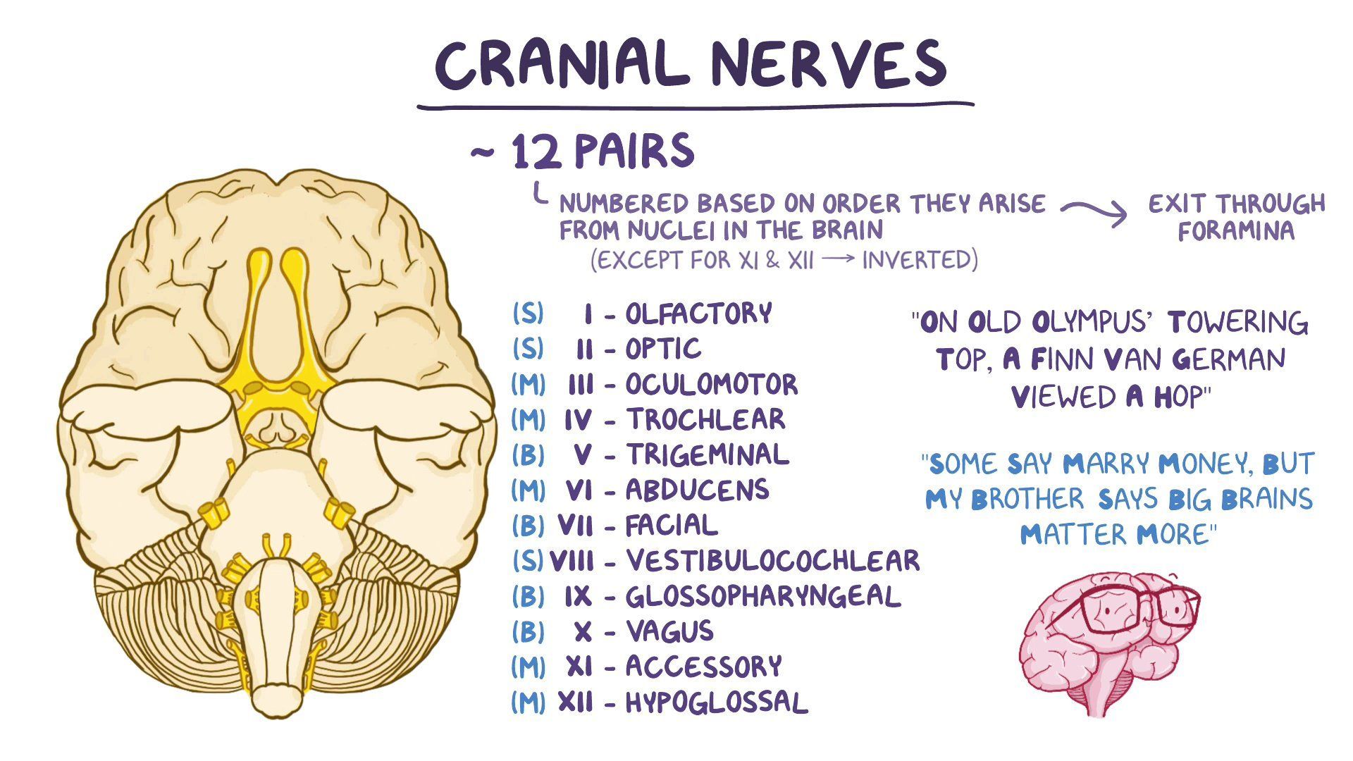 Video cranial nerves osmosis
