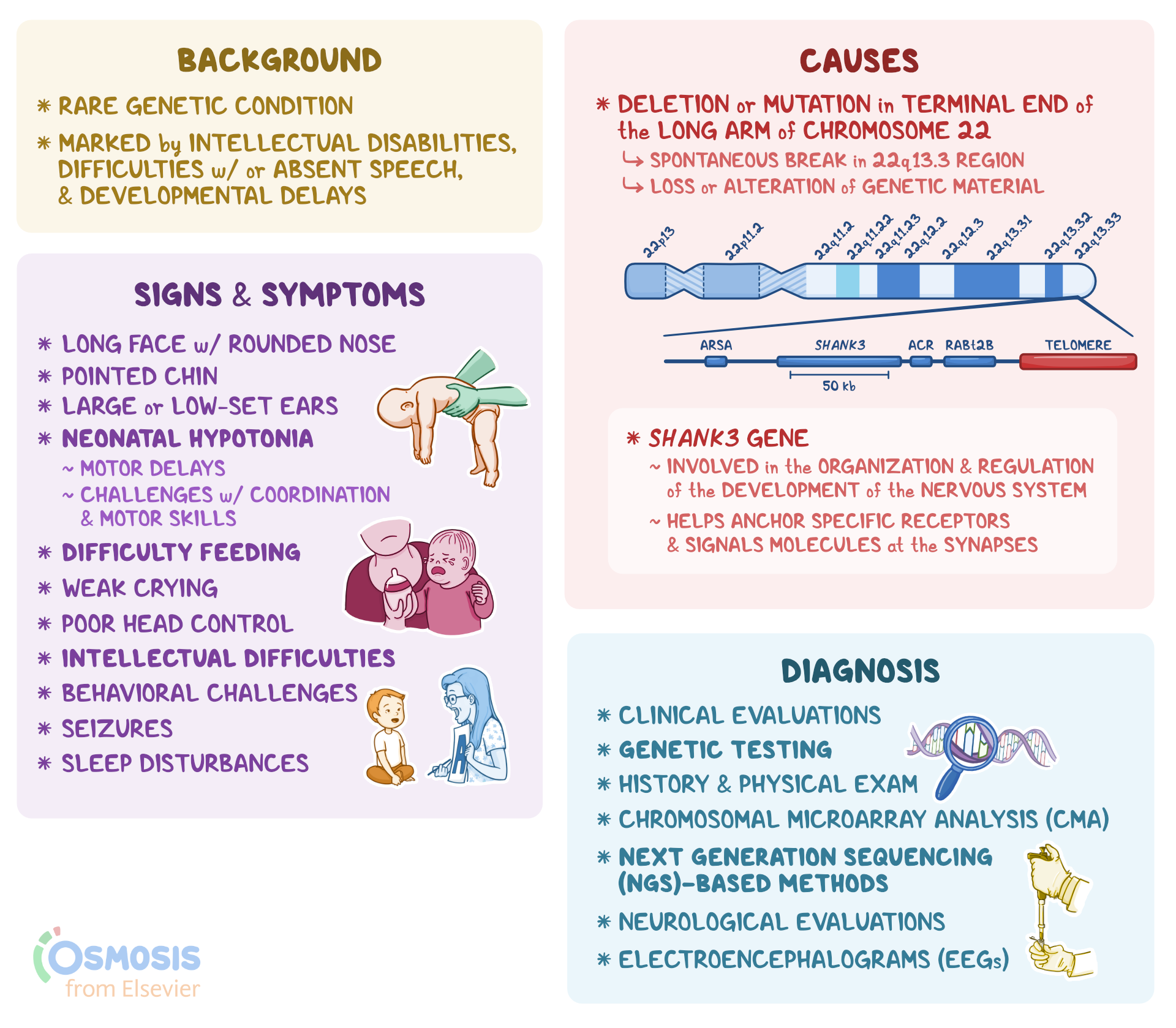 Syndrome／CD11枚まとめ売り Phelan-McDermid Syndrome: What Is It, Causes, and More | Osmosis