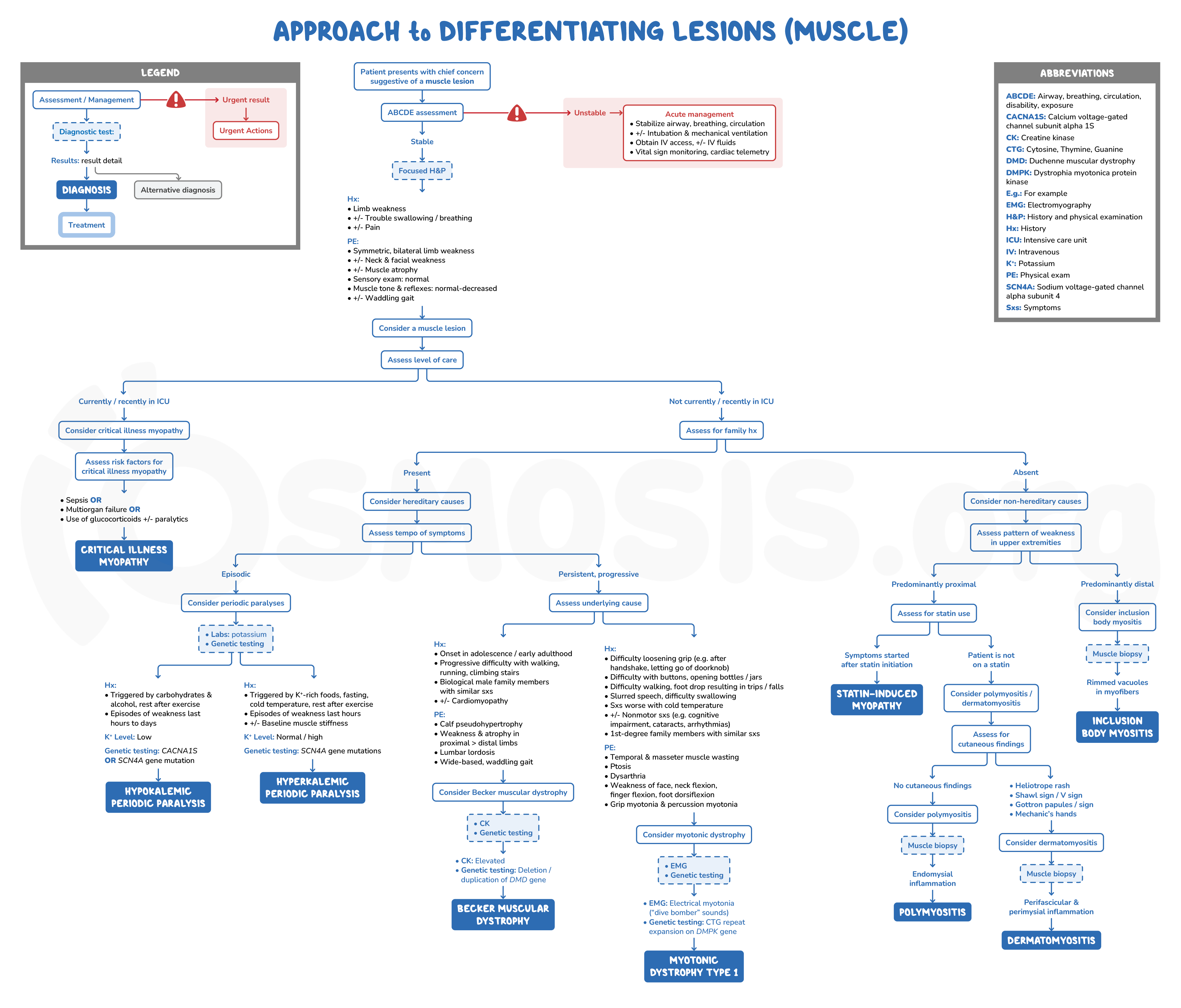 Approach to differentiating lesions (muscle): Video & Meaning