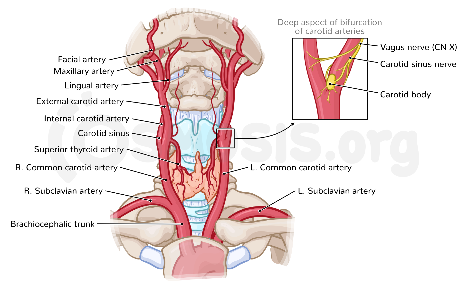 1 753 Anatomy Of Carotid Arteries XFRZTU