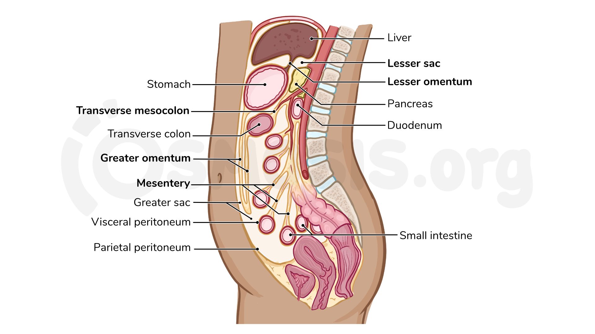 Peritoneum Anatomy Peritoneum Anatomy