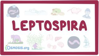 Video poster for Leptospira