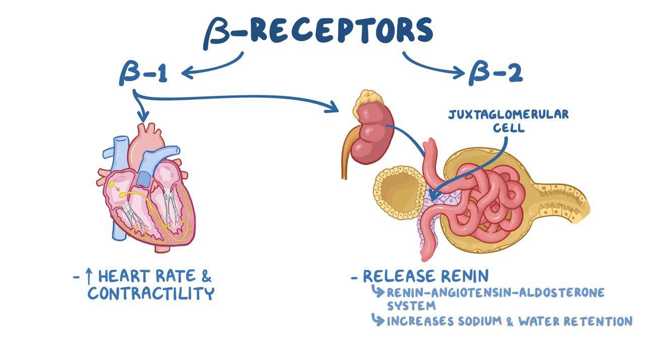 Video Adrenergic Antagonists Beta Blockers Osmosis