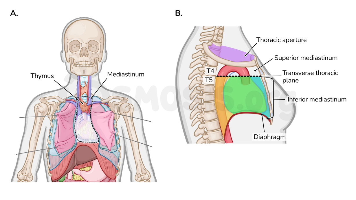 Anatomy Of The Superior Mediastinum Osmosis