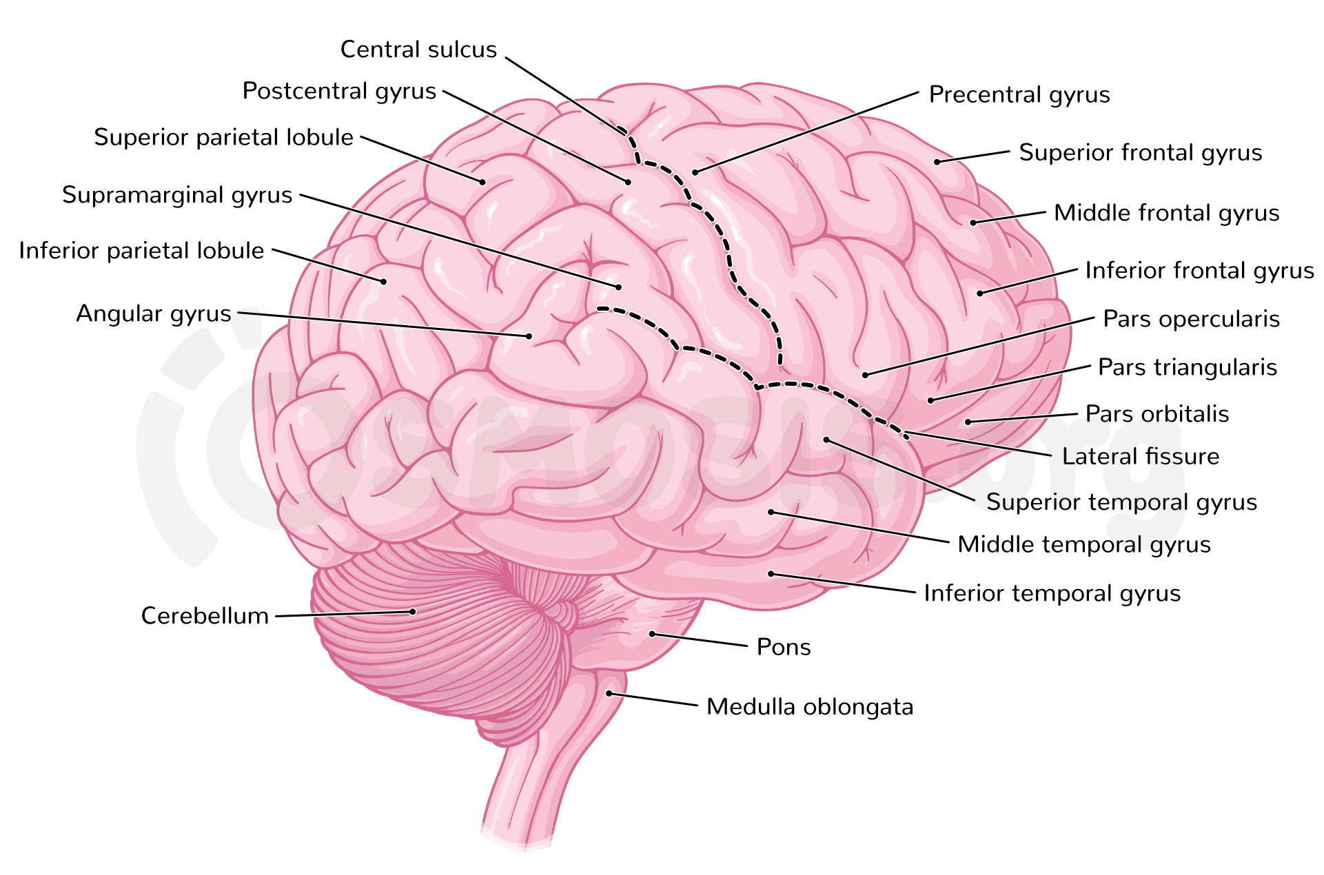 Cerebral Cortex Labeled Cerebral Cortex Labeled