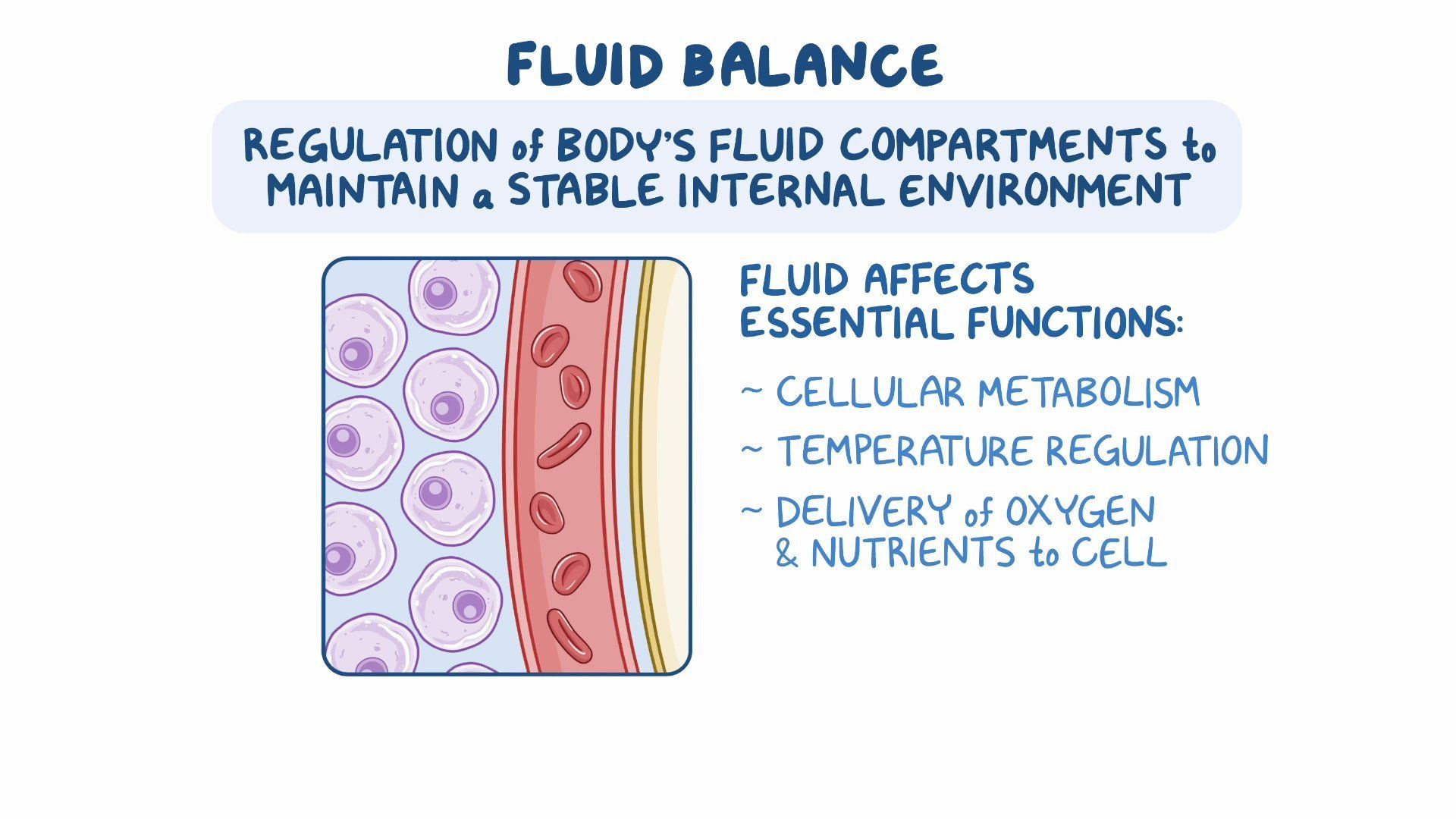 video-overview-of-fluid-balance