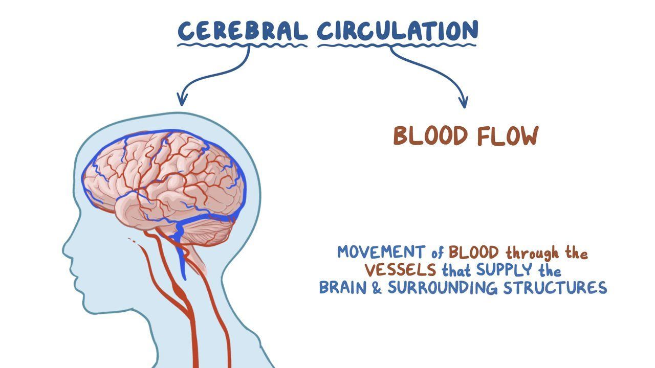 Cerebral Circulation Osmosis Cerebral Circulation Osmosis