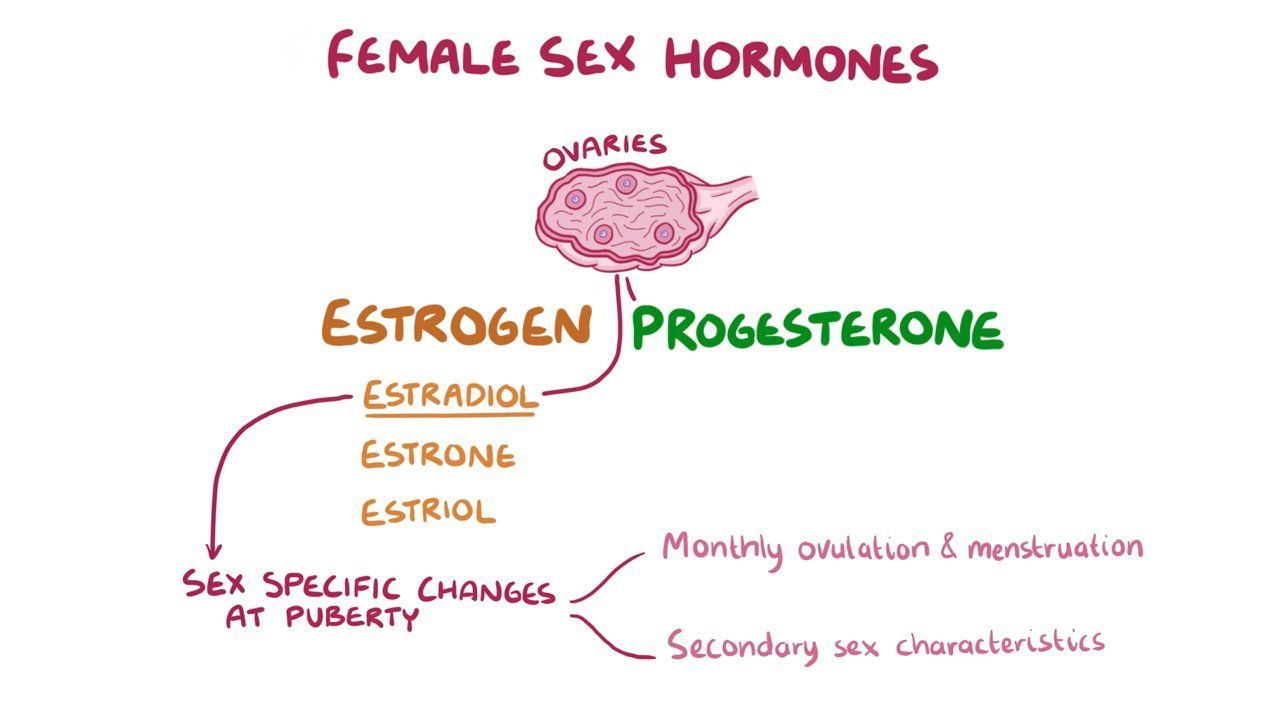 Video Estrogen And Progesterone