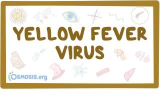 Video poster for Yellow fever virus