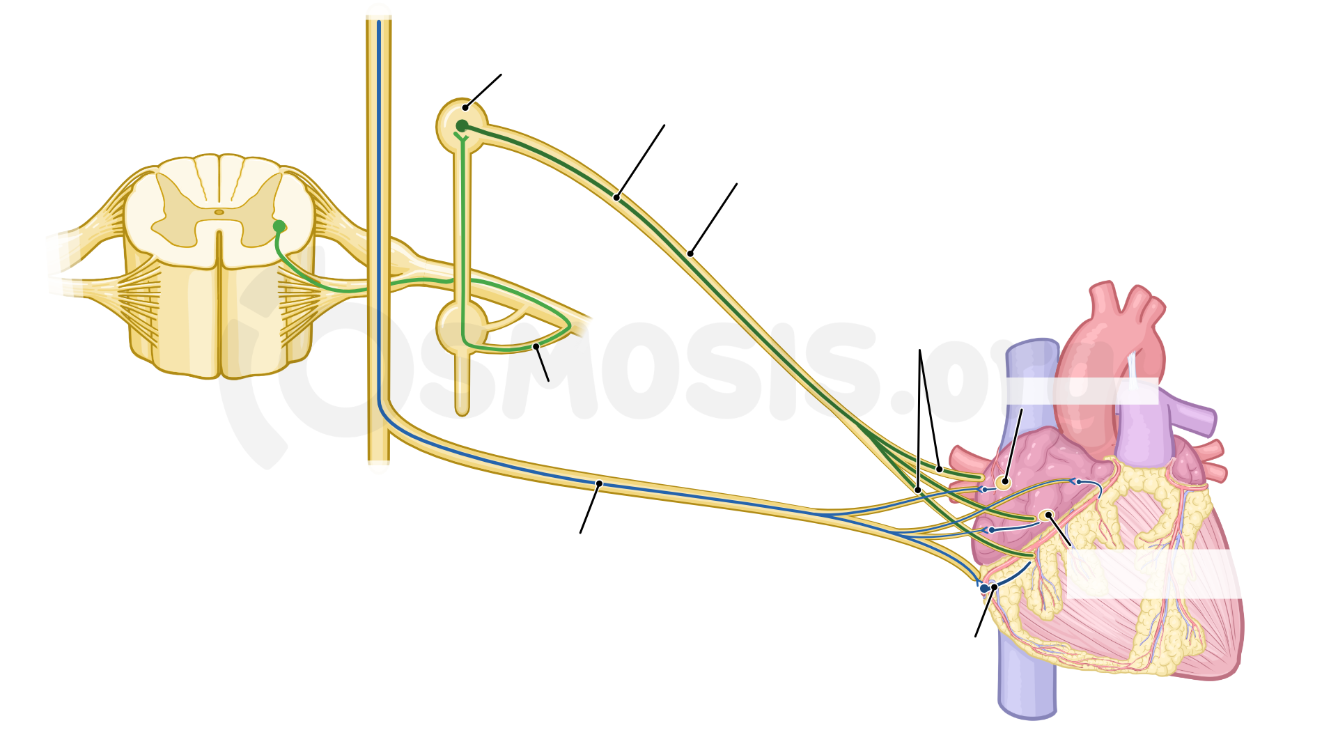 Anatomy Of The Coronary Circulation Osmosis