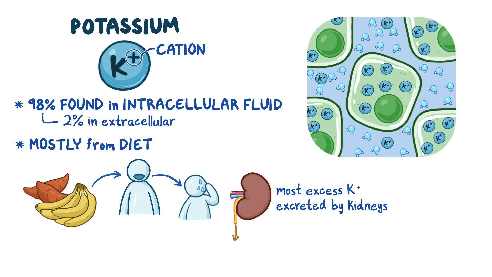 Video complete metabolic panel cmp potassium nursing