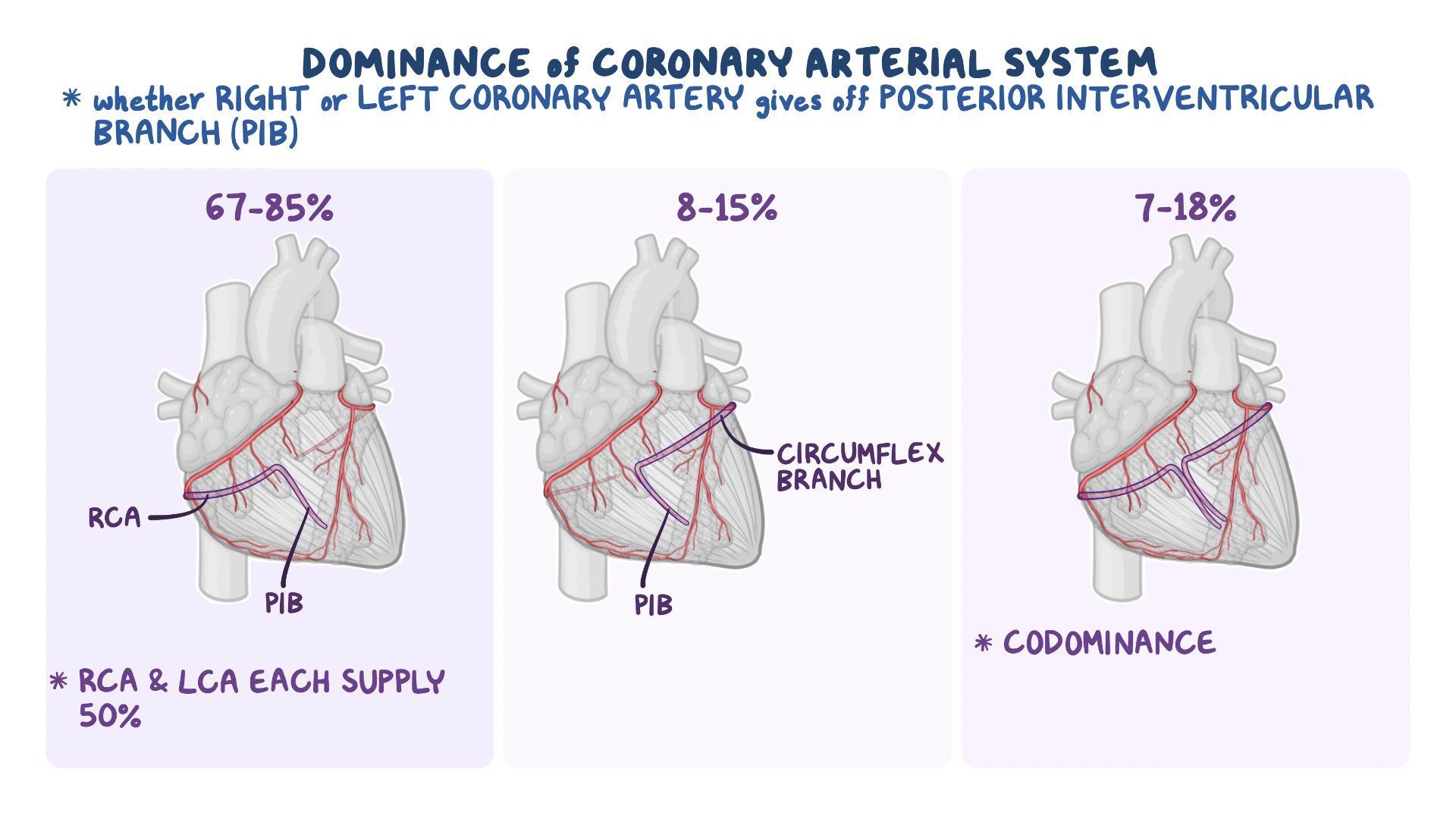 Coronary Circulation Anatomy Mechanical Properties An - vrogue.co