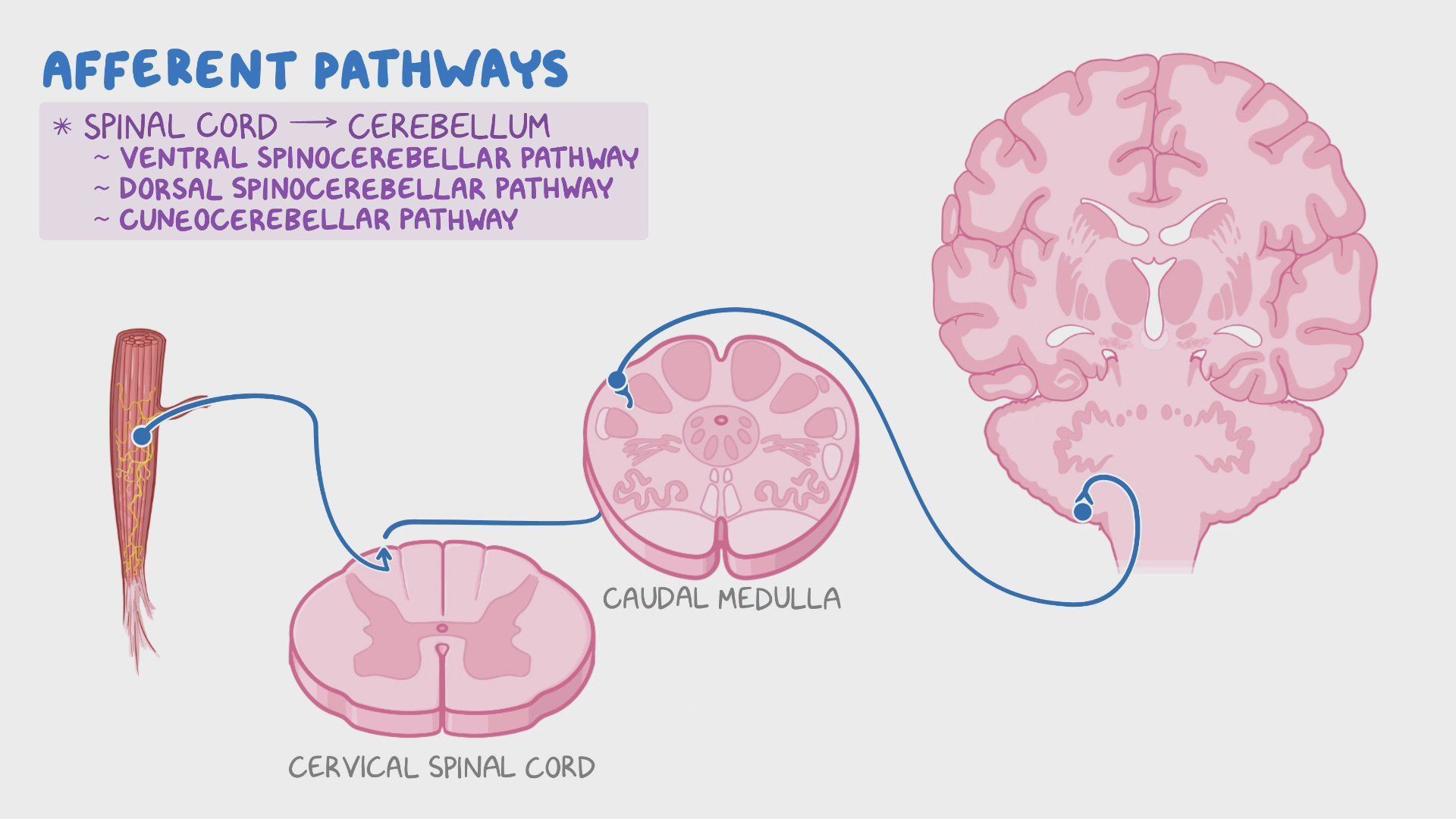 Video: Anatomy of the cerebellum | Osmosis