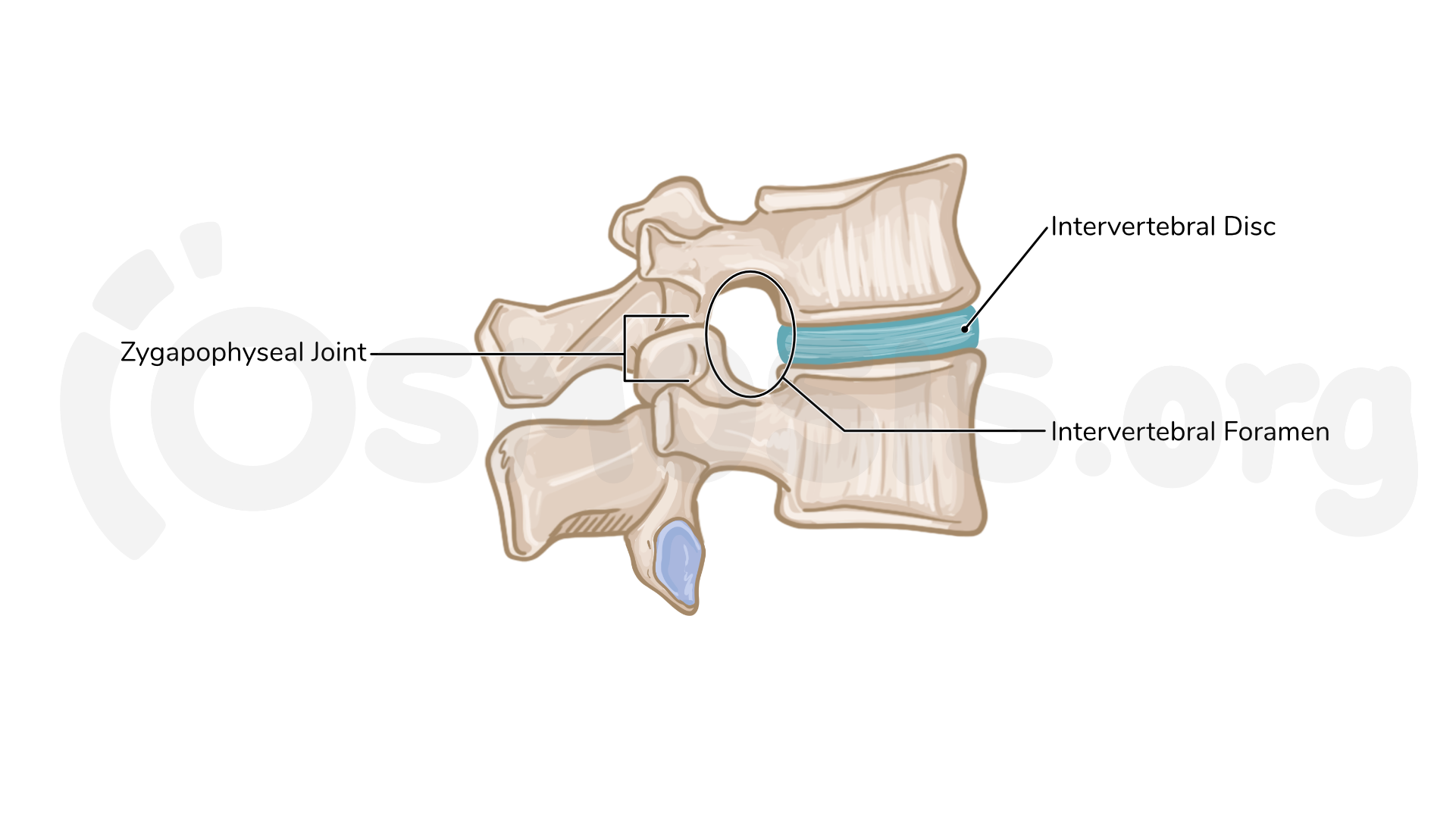 Intervertebral Foramen Nerve Clinical Anatomy And Significance Of The 