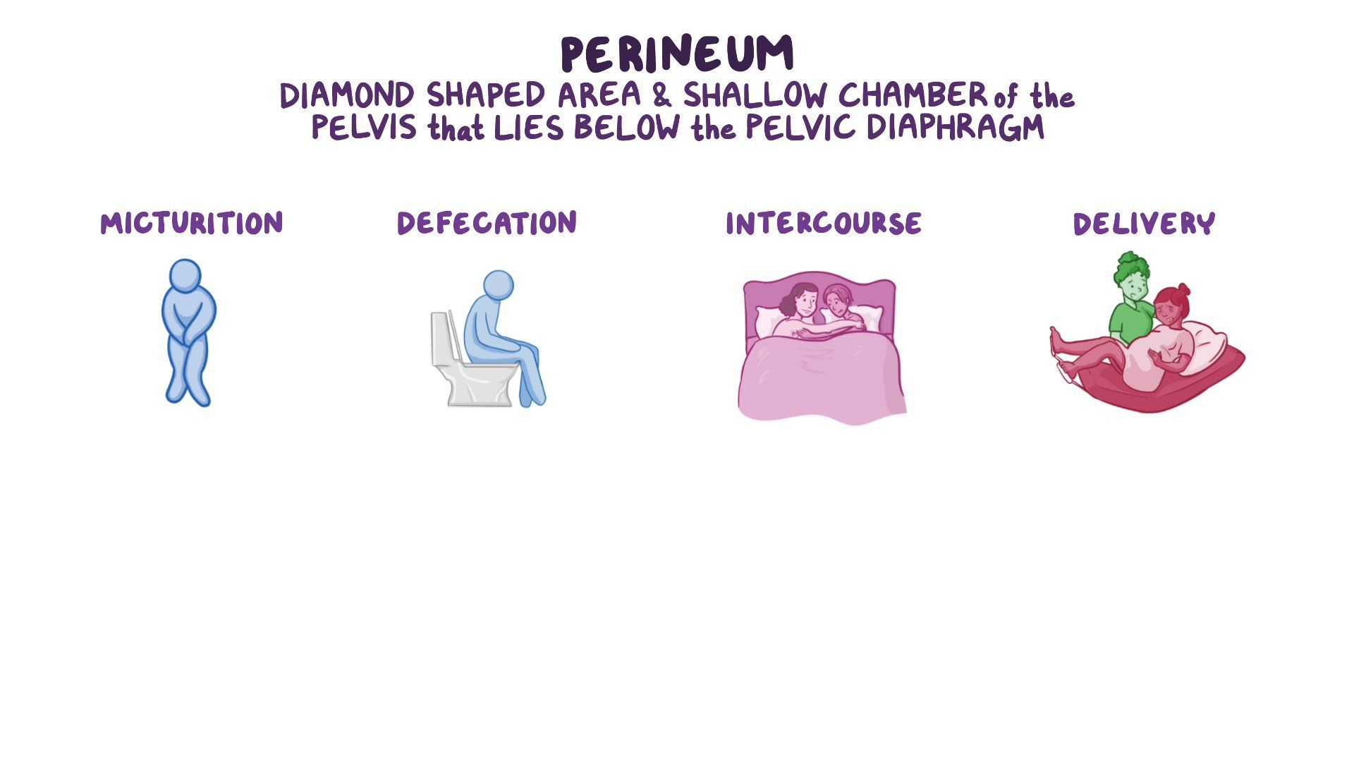 Label This The Ultimate Female Perineum Anatomy Quiz - to9jtua