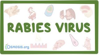 Video poster for Rabies virus