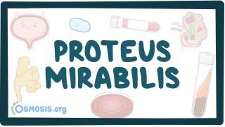 Video poster for Proteus mirabilis