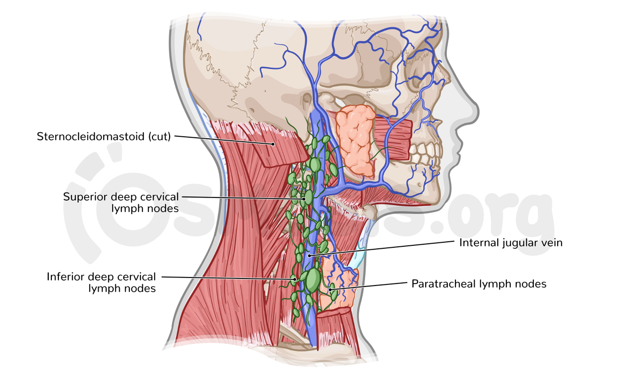 Are Lymph Nodes In Muscles Anatomy Head And Neck Lymph Nodes BZZDA