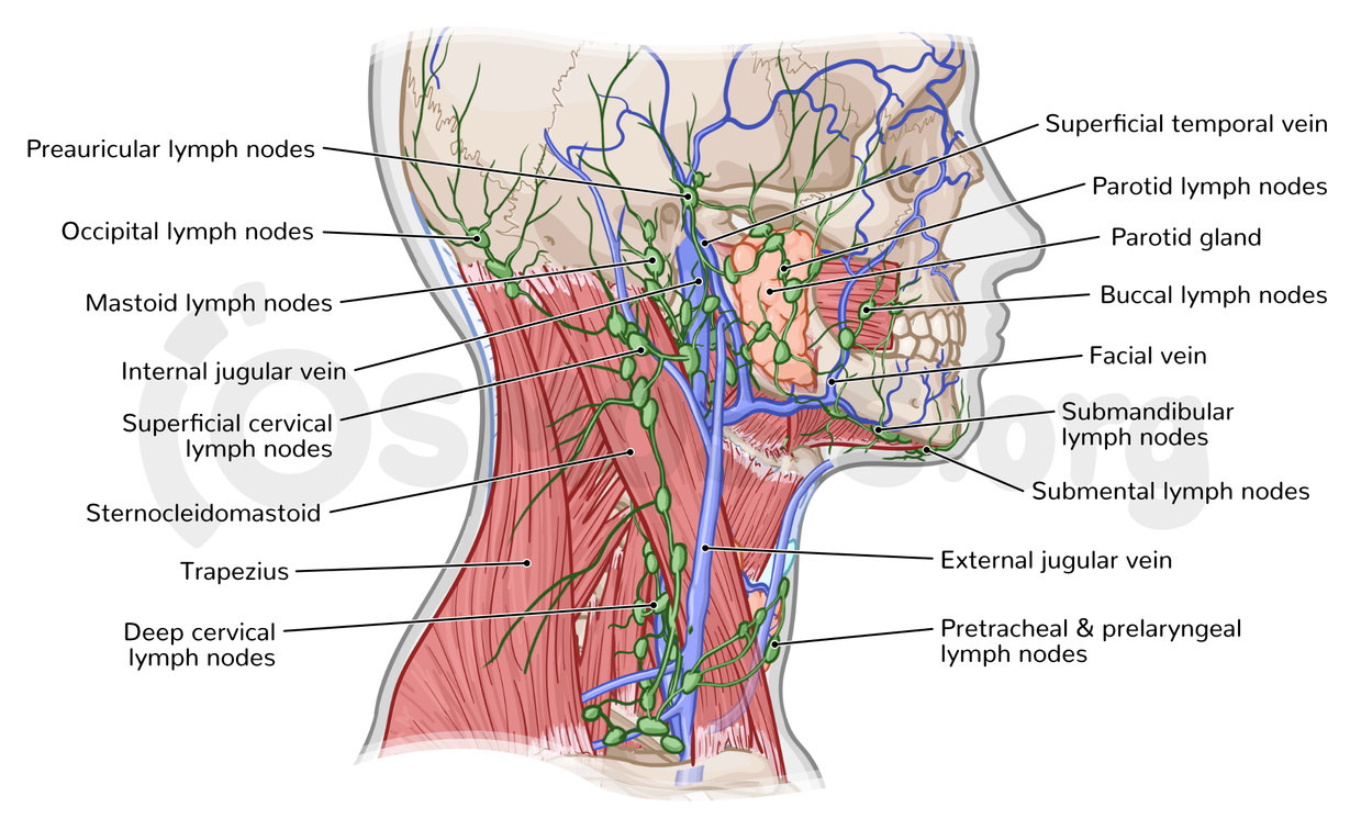 Anatomy Of The Lymphatics Of The Neck Osmosis Anatomy Of The Lymphatics Of The Neck Osmosis