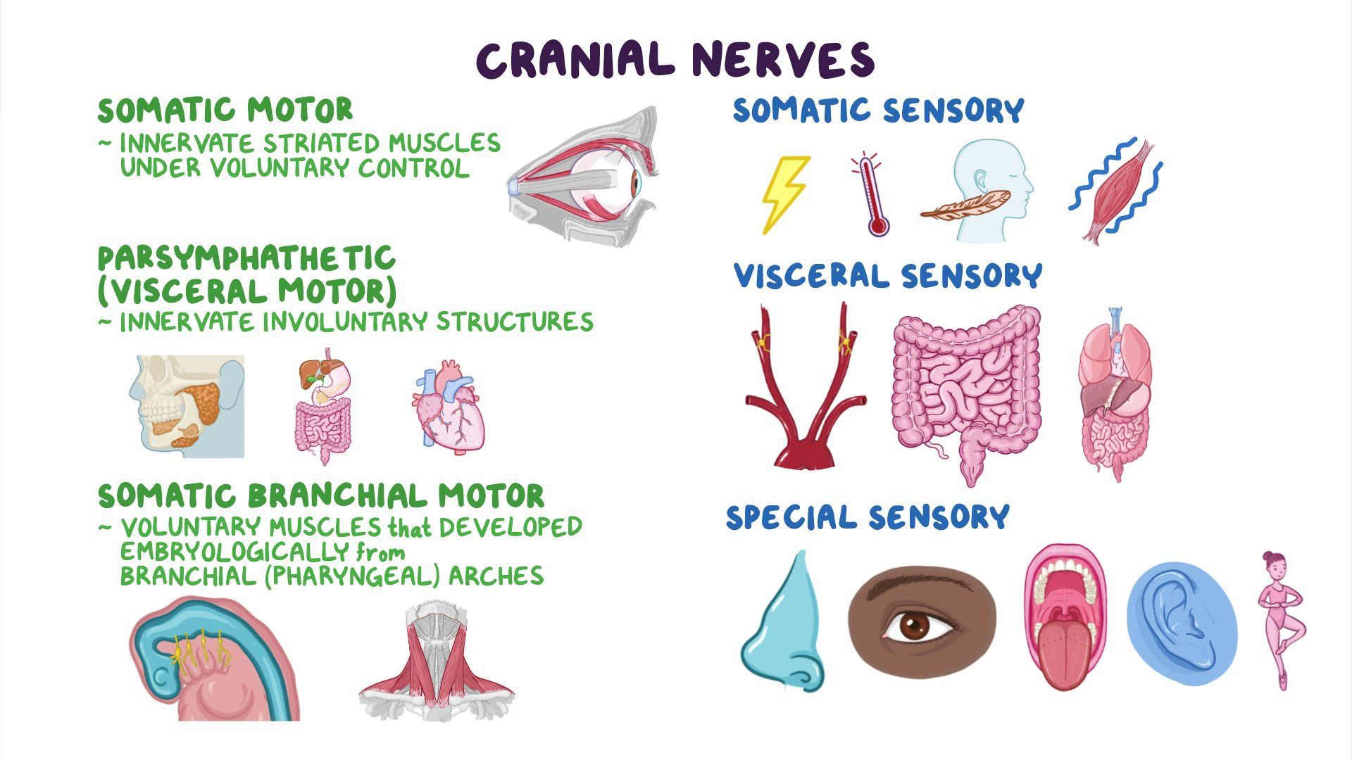 Video: Introduction to the cranial nerves | Osmosis