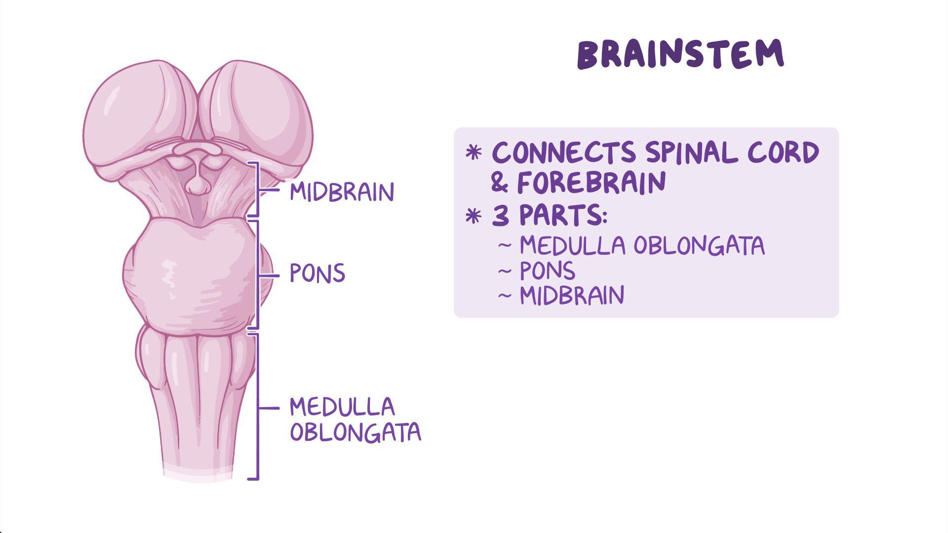 Video Anatomy Of The Brainstem Osmosis
