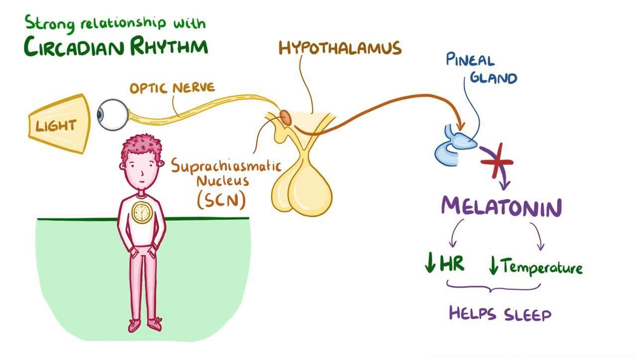 Video: Major depressive disorder with seasonal pattern | Osmosis