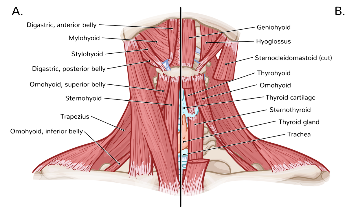 Muscles Of The Anterolateral Neck And Throat