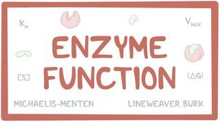 Video poster for Enzyme function