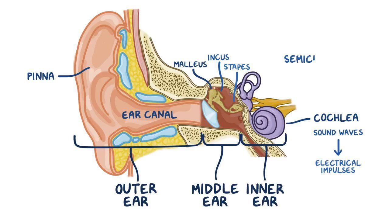 Anatomical Diagram Of Ear Canal Anatomical Diagram Of Ear Canal
