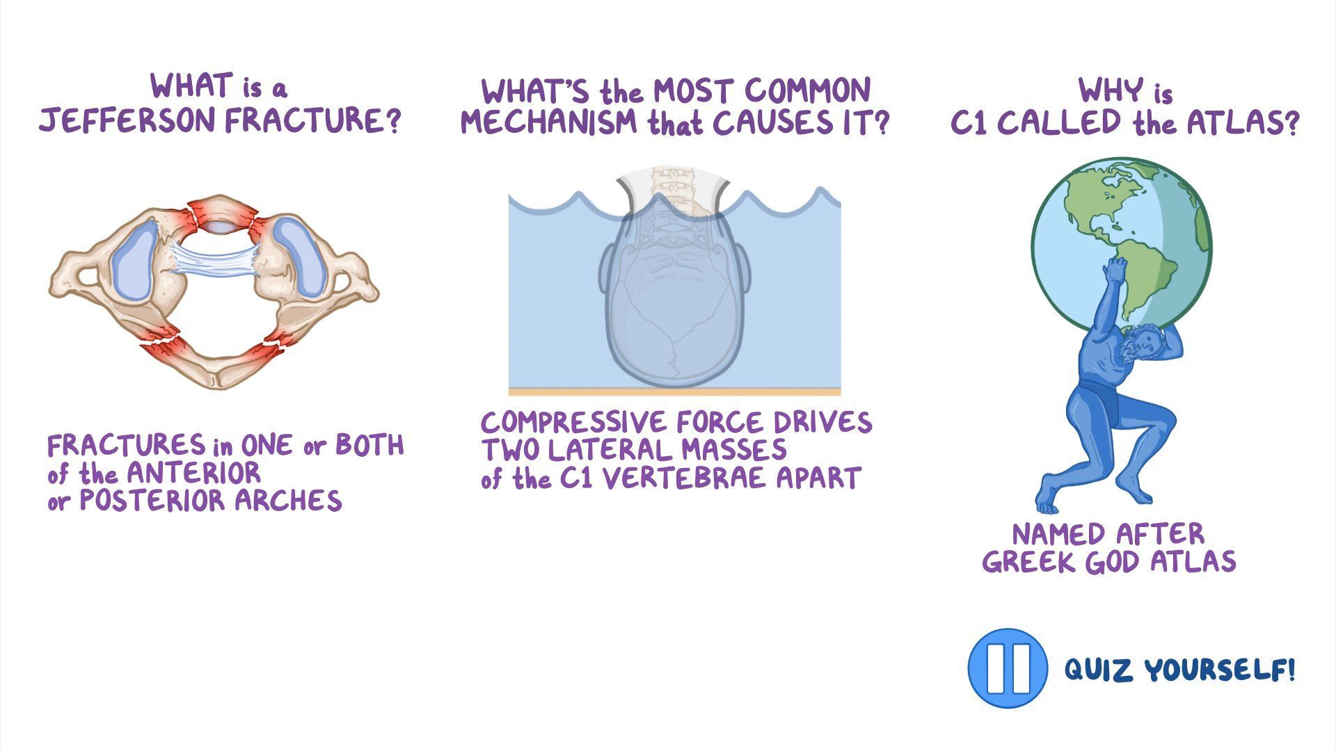 C1 Image Anatomía De La Vértebra C1 C1 (Atlas) Vertebra Structure | Anatomy