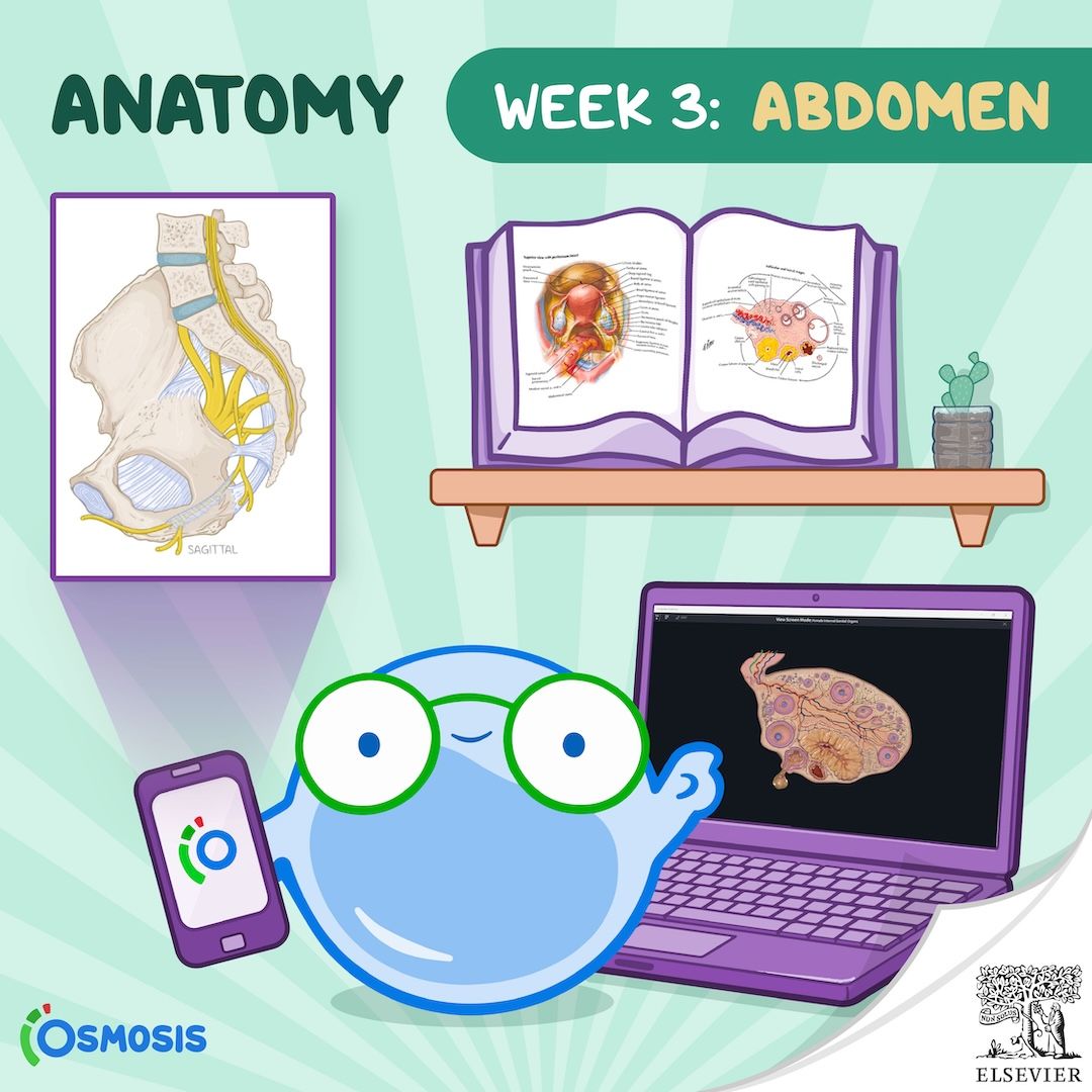 Osmosis mascot studying abdomen and reproductive systems with anatomy resources from Osmosis, Complete Anatomy and Netter's