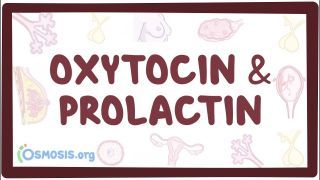 Video poster for Oxytocin and prolactin