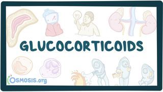 Video poster for Glucocorticoids