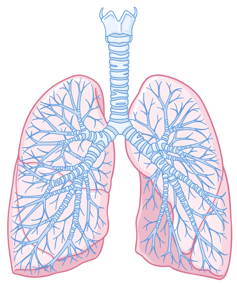 Incentive Spirometry: Clinical Skills Notes | Osmosis