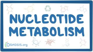 Video poster for Nucleotide metabolism