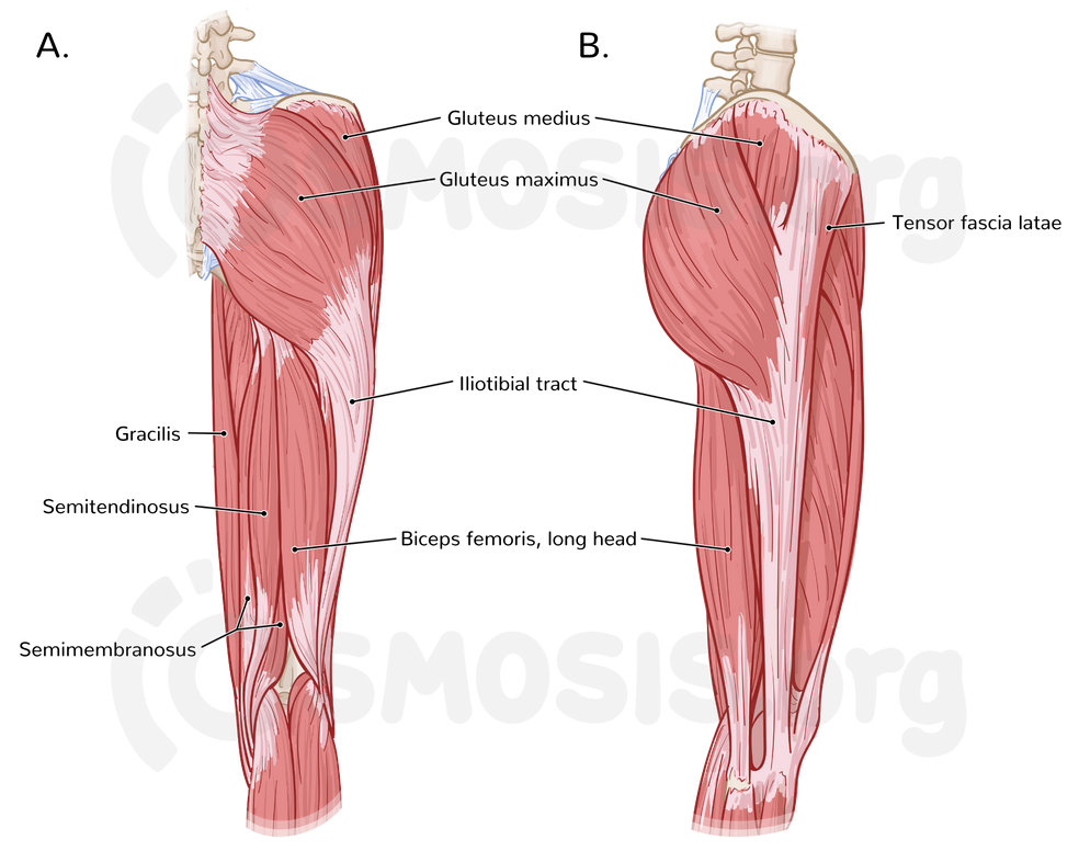 Muscles Of The Gluteal Region Part 1 Anatomy Tutorial Muscles Of The Gluteal Region Part 1 Anatomy Tutorial