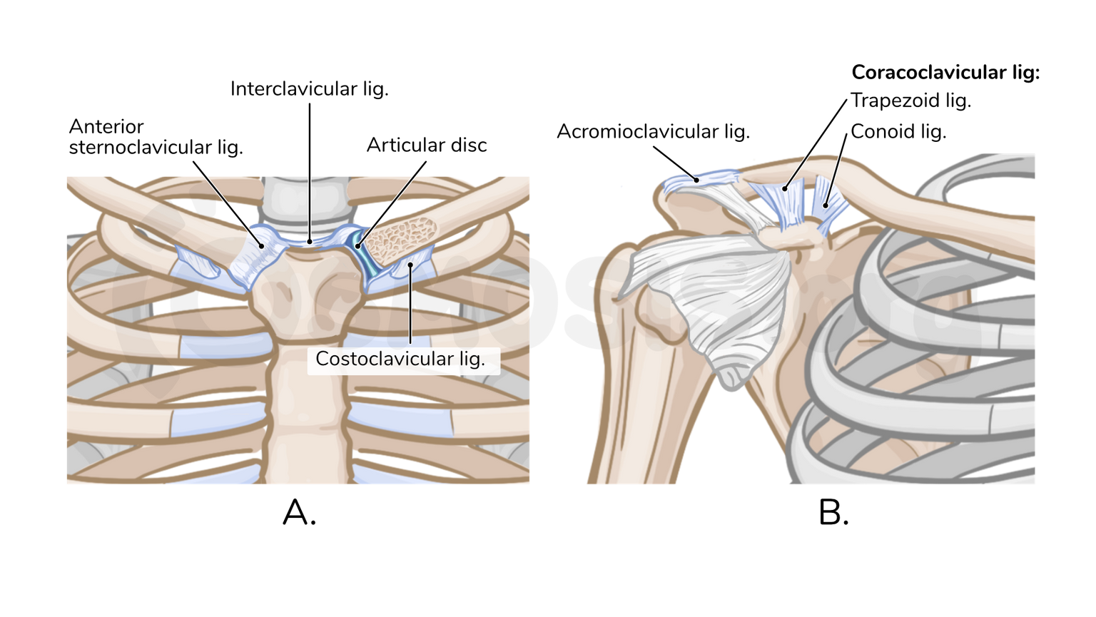 Articulation Costo Claviculaire EOXPNU