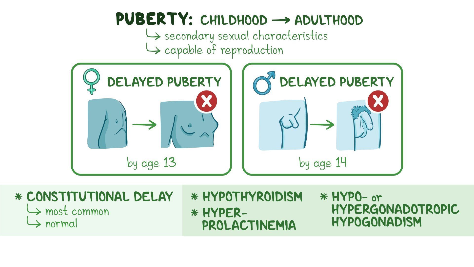 Puberty 
