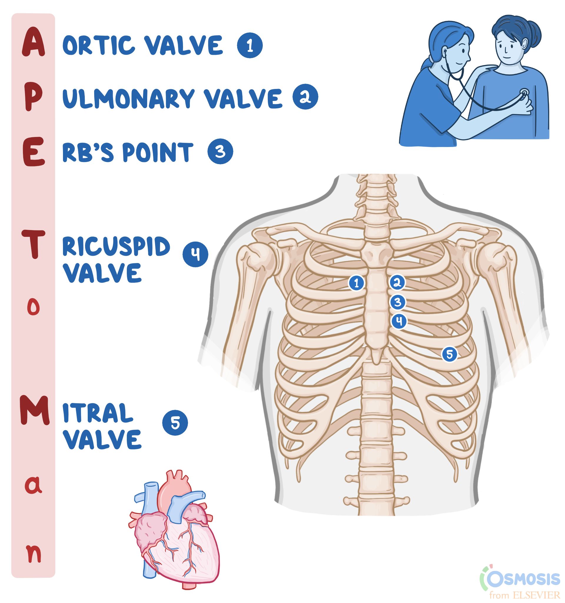 APE To Man Heart Sounds Mnemonic Osmosis