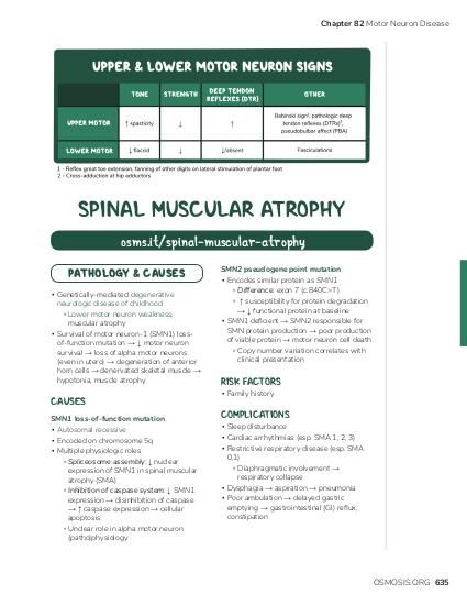 Chapter 82 Motor Neuron Disease SPINAL MUSCULAR ATROPHY osms.it/spinal-muscular-atrophy PATHOLOGY & CAUSES ▪ Genetically-mediated degenerative neurologic disease of childhood ▫ Lower motor neuron weakness, muscular atrophy ▪ Survival of motor neuron-1 (SMN1) lossof-function mutation → ↓ motor neuron survival → loss of alpha motor neurons (even in utero) → degeneration of anterior horn cells → denervated skeletal muscle → hypotonia, muscle atrophy CAUSES SMN1 loss-of-function mutation ▪ Autosomal recessive ▪ Encoded on chromosome 5q ▪ Multiple physiologic roles ▫ Spliceosome assembly: ↓ nuclear expression of SMN1 in spinal muscular atrophy (SMA) ▫ Inhibition of caspase system: ↓ SMN1 expression → disinhibition of caspase → ↑ caspase expression → cellular apoptosis ▫ Unclear role in alpha motor neuron (patho)physiology SMN2 pseudogene point mutation ▪ Encodes similar protein as SMN1 ▫ Difference: exon 7 (c.840C>T) ▫ ↑ susceptibility for protein degradation → ↓ functional protein at baseline ▪ SMN1 deficient → SMN2 responsible for SMN protein production → poor production of viable protein → motor neuron cell death ▫ Copy number variation correlates with clinical presentation RISK FACTORS ▪ Family history COMPLICATIONS ▪ Sleep disturbance ▪ Cardiac arrhythmias (esp. SMA 1, 2, 3) ▪ Restrictive respiratory disease (esp. SMA 0,1) ▫ Diaphragmatic involvement → respiratory collapse ▪ Dysphagia → aspiration → pneumonia ▪ Poor ambulation → delayed gastric emptying → gastrointestinal (GI) reflux, constipation OSMOSIS.ORG 635