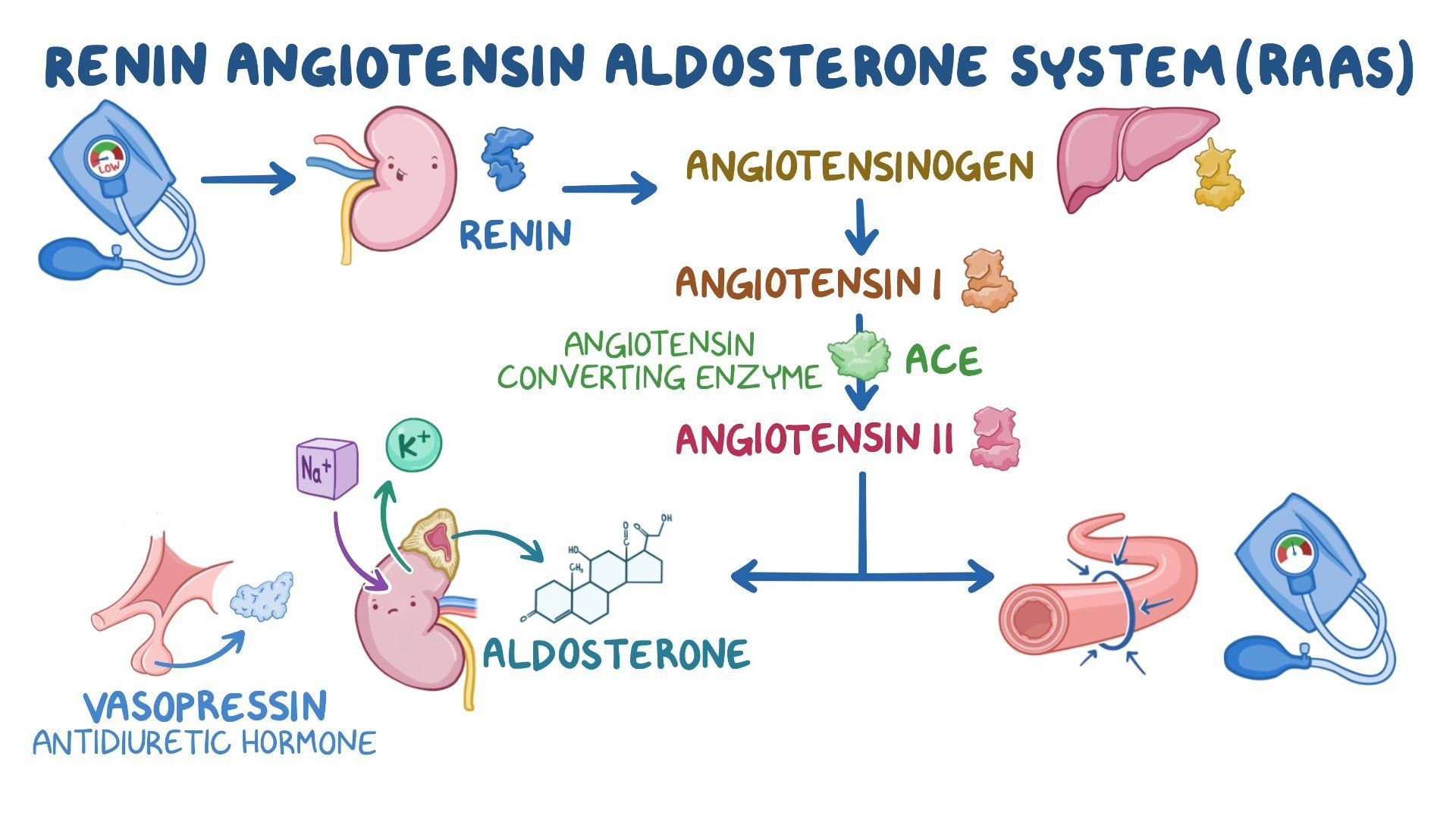 Video Drugs Impacting The Renin Angiotensin Aldosterone System ACE 