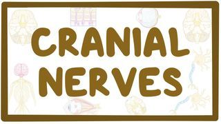 Video poster for Cranial nerves