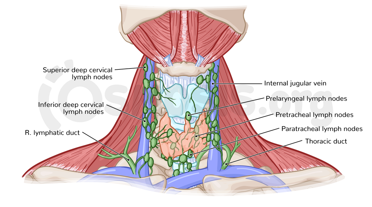 Location Of Lymph Glands Lymph Nodes Their Purpose And Signs Of Location Of Lymph Glands Lymph Nodes Their Purpose And Signs Of