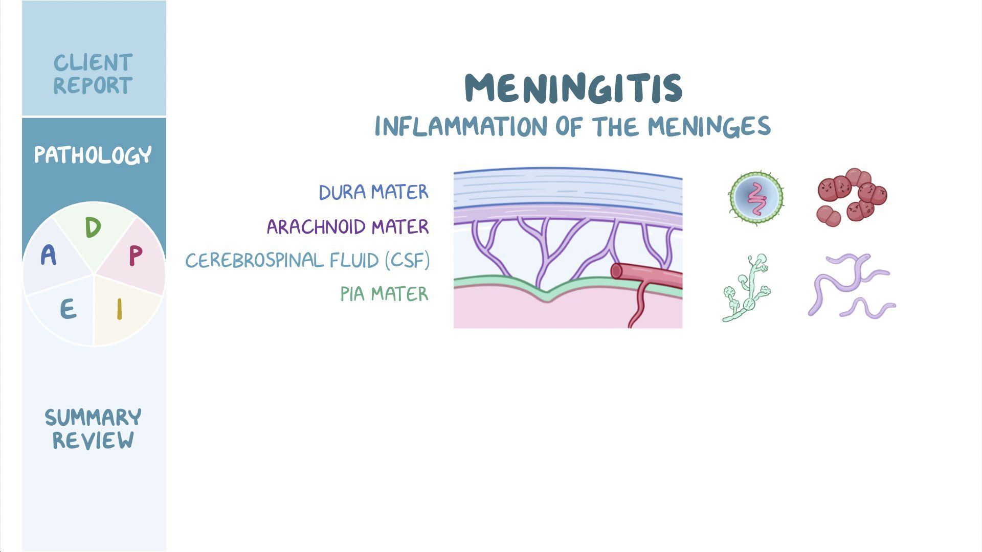 Meningitis Nursing Process ADPIE Osmosis meningitis-talynfazura