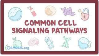 Video poster for Cell signaling pathways