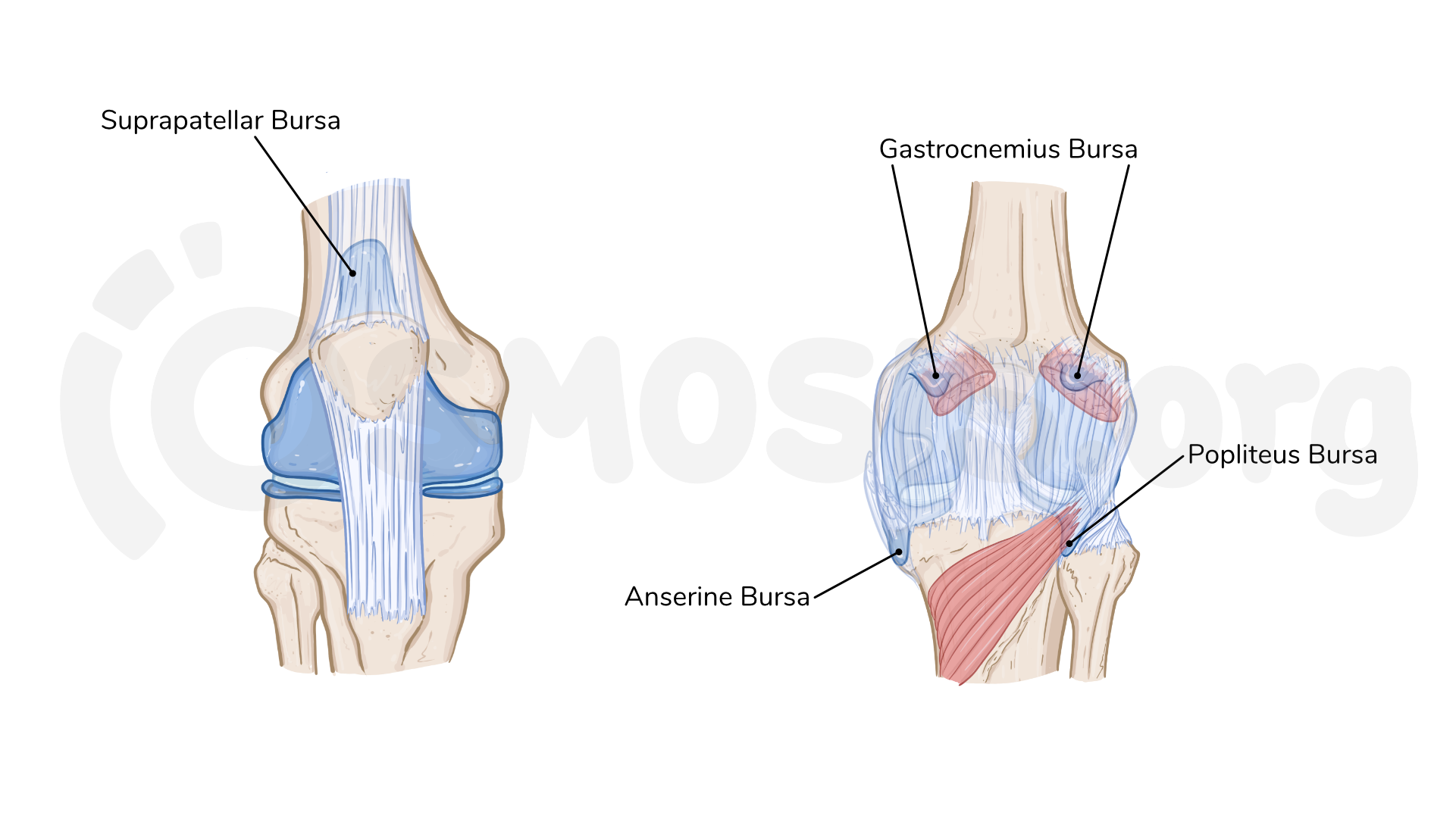 Anatomy Of The Knee Joint Osmosis Anatomy Of The Knee Joint Osmosis